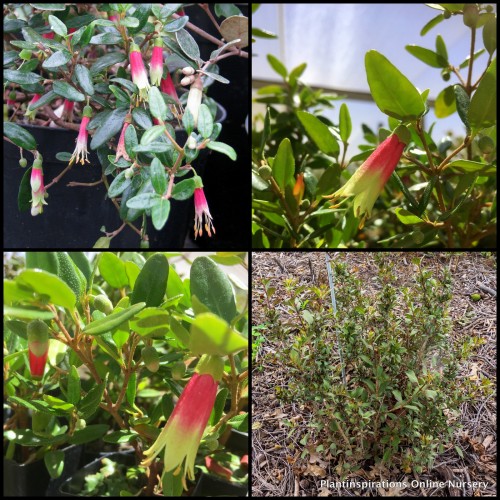 Red Correa glabra Native Fuchsia 1 Plants Flowering shrubs Hardy